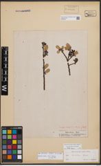 Foto von Salix bicolor Ehrh. ex Willd.